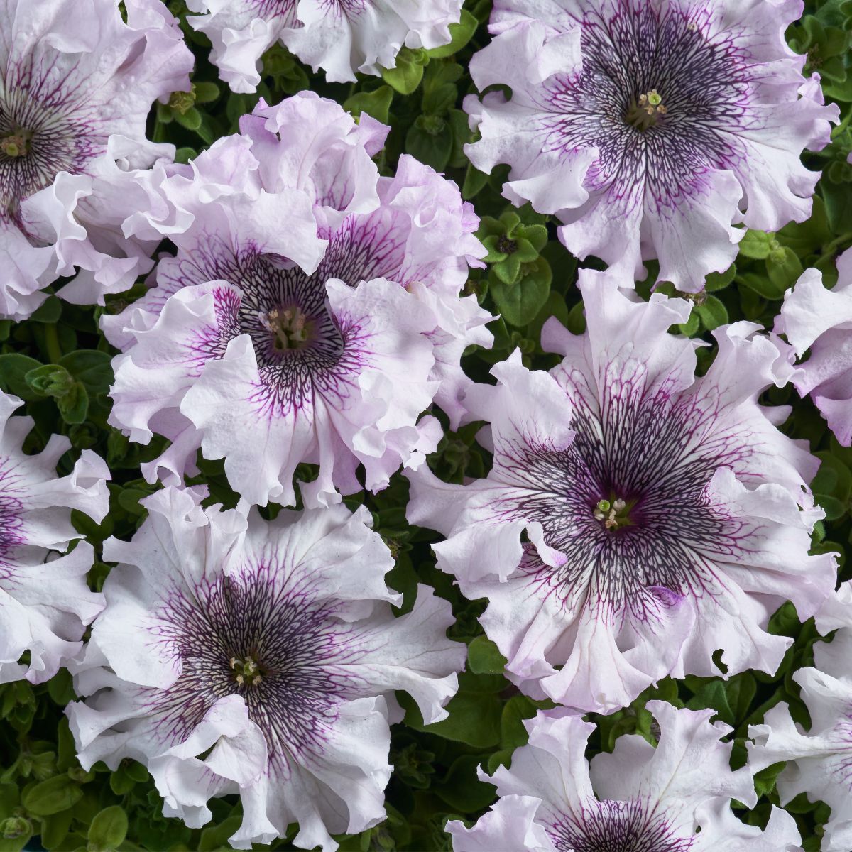 Petunia- Superbissima Alba